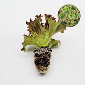 바타비아 리다이얼 1개 유럽 상추 모종 쌈채소 샐러드 텃밭 채소 튼튼한 모종