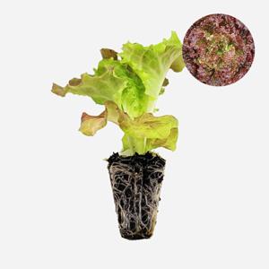 선풍 골드 2개 꽃상추 모종 쌈채소 샐러드 텃밭 채소 튼튼한 모종