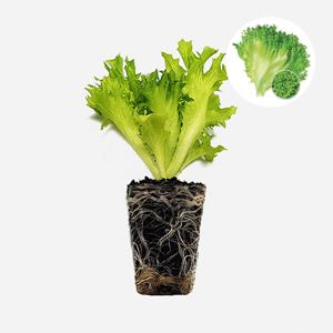 곱슬아삭이 2개 상추 모종 쌈채소 샐러드 텃밭 채소 튼튼한 모종