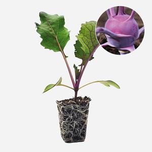 적콜라비 루비캡 2개 콜라비 모종 샐러드 샌드위치 텃밭 채소 튼튼한 모종