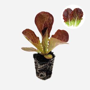 적상추 오향적치마 2개 상추 모종 쌈채소 텃밭 채소 튼튼한 모종