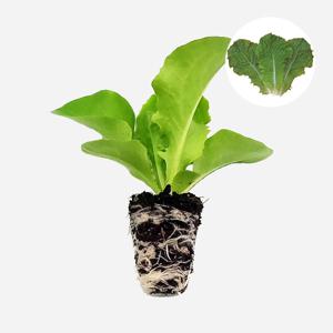 청상추 탑그린 2개 상추 모종 쌈채소 텃밭 채소 튼튼한 모종