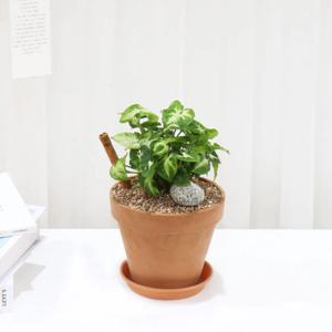 싱고니움 소품 공기정화식물 토분세트