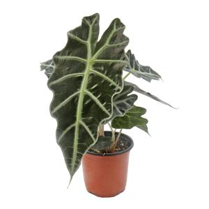 거북알로카시아 공기정화식물