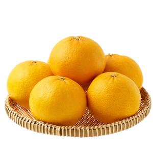 신품종 제주 설단향 3kg 초달달 만감류 감귤