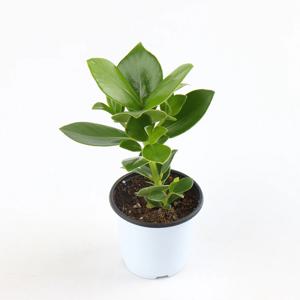 클루시아 크루시아