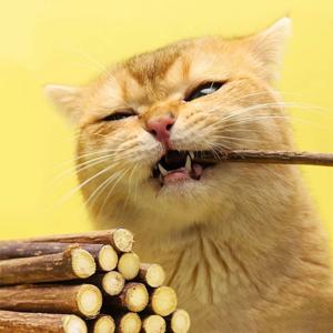 고양이 천연 마따따비 스틱 대용량 20P 3size