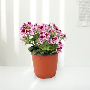 랜디제라늄 랜덤 소품 엔젤아이스 페라고늄 봄꽃 사계절꽃