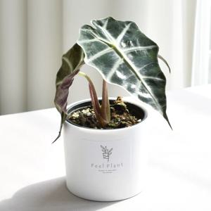 거북알로카시아+화분커버