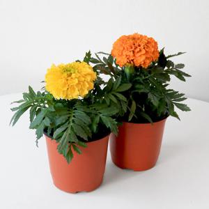 메리골드 잉카 싱그러운 소형 식물 꽃 모종