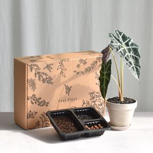 거북 알로카시아 필키트 식물 키우기 키트 DIY 수업