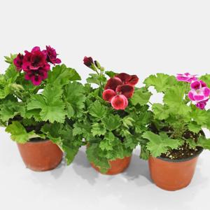 캔디 제라늄 소형 야생화 꽃 모종 화초 키우기 공기정화식물