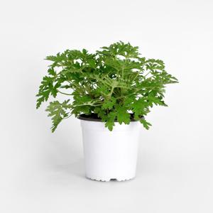 구문초 중형 관엽식물 향기나는 벌레퇴치 식물 실내공기정화