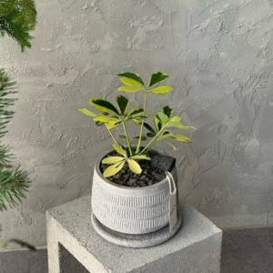 무늬 홍콩야자 키우기 쉬운 감성식물 실내공기정화 집들이선물 탁상용화분