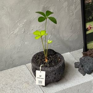 멕시코 소철 소형식물 화산석화기 플랜테리어 귀여운 카페화분