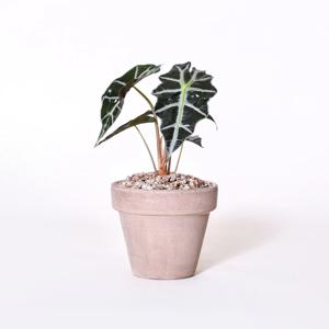 이태리토분 거북알로카시아