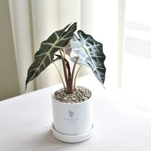 화이트 미니원형화분 거북알로카시아