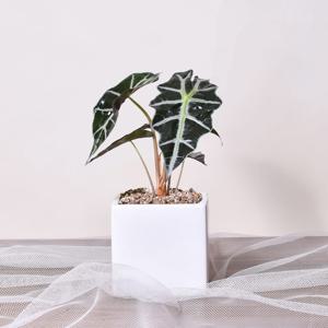 화이트 미니사각화분 거북알로카시아