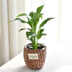 스파트필름 thank you 라탄바구니