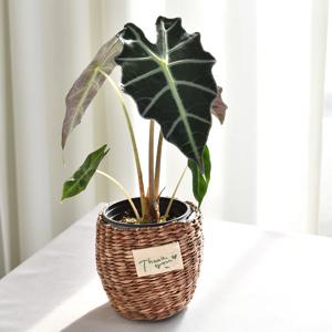 거북알로카시아 thank you 라탄바구니