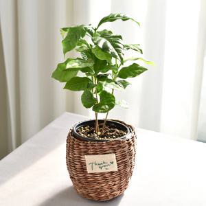 커피나무 thank you 라탄바구니