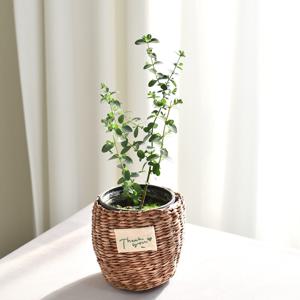 유칼립투스 thank you 라탄바구니