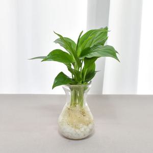 스파트필름 호리병글라스 수경재배세트