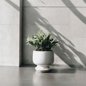 긴기아난 릴리화이트 화분 향기좋은 식물 천연 향수