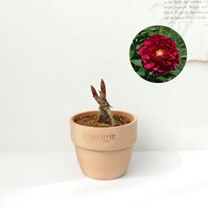 작약 모종 구근 숙근 봄꽃 꽃 화분