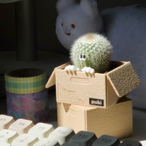 박스팟에 쏘옥 미니선인장 반려식물 집들이선물