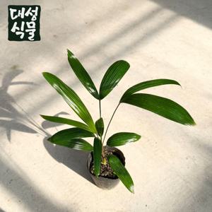 관음죽 (H35) 소품 공기정화 냄새제거 전통적인 관엽식물 개업 집들이 화분