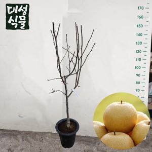 배 나무 묘목 3년생 과일나무 금년결실 과실수 유실수 정원수