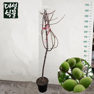 매실 묘목 3년생 금년결실 과실수 유실 나무 중품 과일키우기 노지월동가능