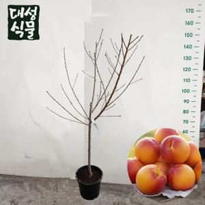 신선 천도 복숭아 묘목 3년생 금년결실 과실수 유실수 정원수