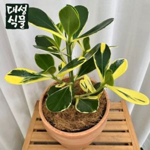 무늬 크루시아 (H40) 노란잎 피톤치드 키우기쉬운 실내 공기정화식물