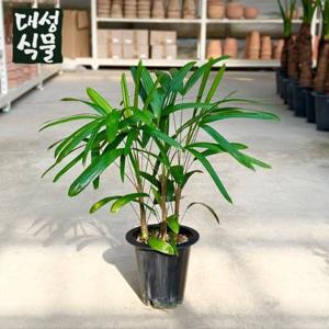 관음죽 (H70) 대품 공기정화 냄새제거 전통적인 관엽식물 개업 집들이 화분