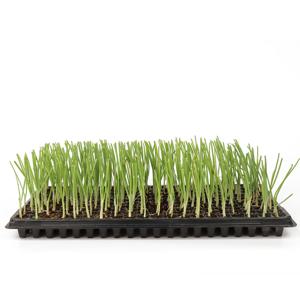 양파모종 트레이 개별배송