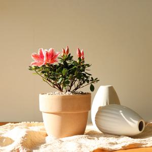 봄꽃식물 서양철쭉 핑크스타/불꽃선녀