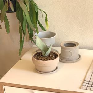 산세베리아 문샤인 키우기 쉬운 식물 베트남 토분 세트