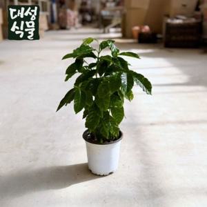 커피나무 (H45) 중품 커피열매 하얀꽃 키우기쉬운 실내 공기정화식물