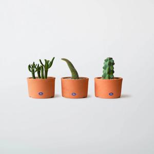 연필선인장 원숭이꼬리선인장 용비선인장 미니 선인장 세트