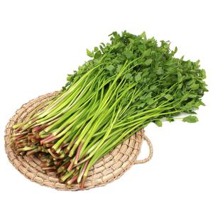 산지직송 청도 미나리 한재 돌미나리