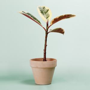 수채화고무나무_이태리토분 바소 인테리어식물 실내공기정화식물