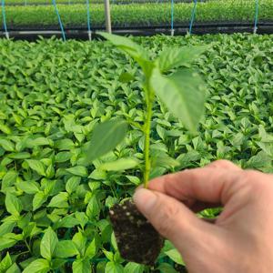 고추 모종 고추 키우기 청양고추 풋고추 오이고추 꽈리고추 가지고추