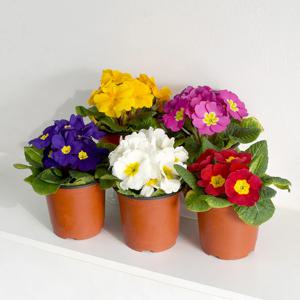 쥬리안 소형 봄꽃 앵초 꽃모종 프리뮬라 오래가는꽃 실내화초