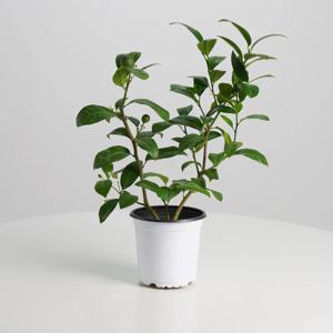 라임레몬나무 중품 키우기쉬운 실내공기정화식물 인테리어식물 모종