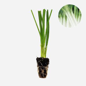 혼토우작열파 5개 야채 대파 모종 주말농장 텃밭 채소 튼튼한 모종