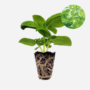 스위트 바질 2개 야채 모종 샐러드 샌드위치 텃밭 채소 튼튼한 모종