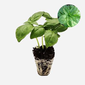 제노베제 바질 2개 야채 모종 샐러드 샌드위치 텃밭 채소 튼튼한 모종