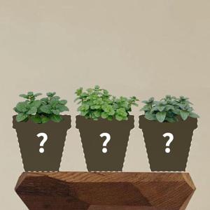 스피아민트 애플민트 페퍼민트 맞춤 제작 상품 (1:1 식물 케어)